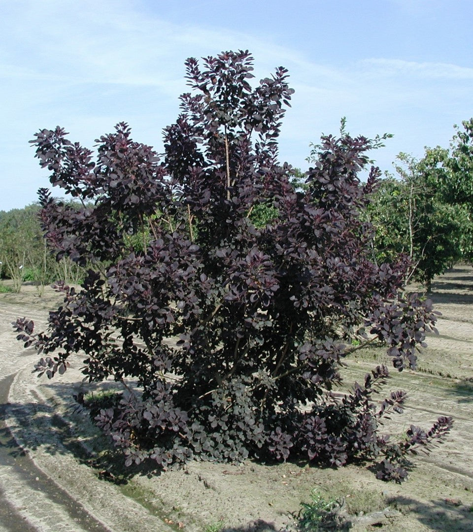 Cotinus coggygria 'Purpureus' (multi-stem form)