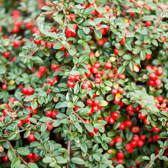 Cotoneaster dammeri 'Lowfast'
