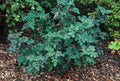 Mahonia repens