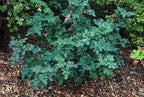 Mahonia repens