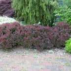 Berberis thunbergii 'Crimson Pygmy'
