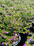 Cuphea hyssopifolia 'Lavender'