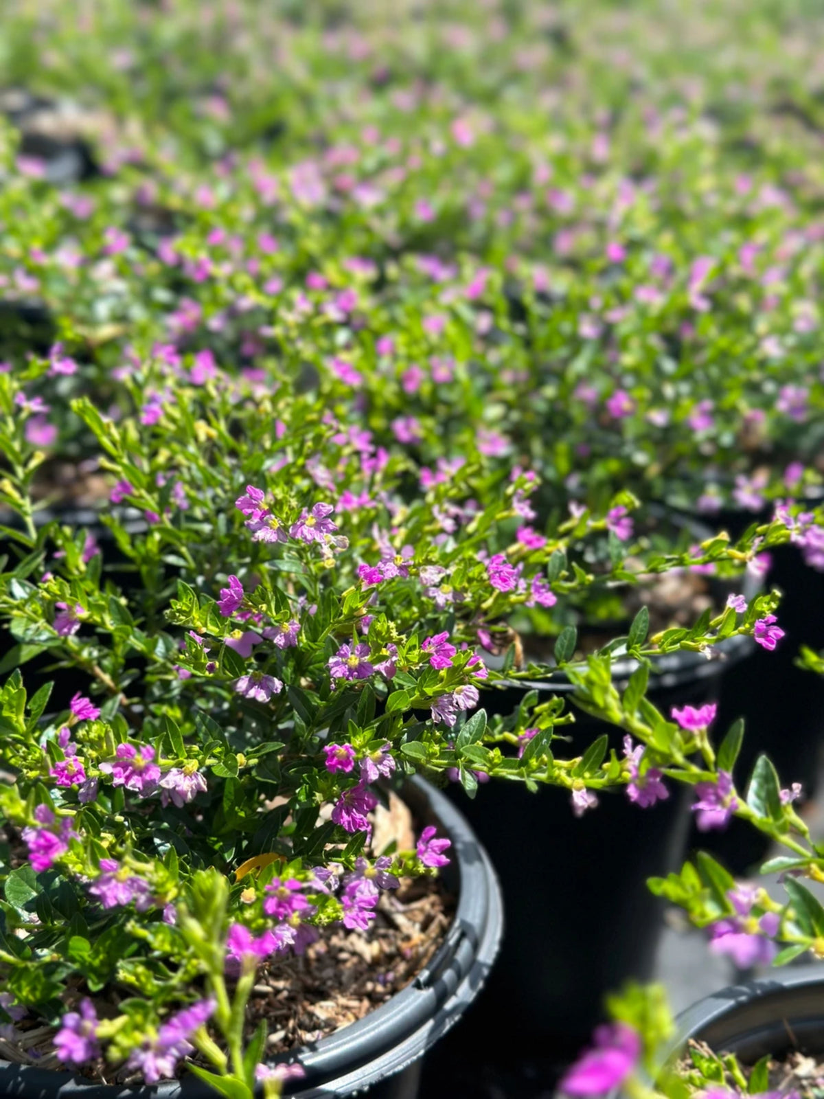 Cuphea hyssopifolia 'Lavender'