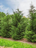 Cupressocyparis leylandii