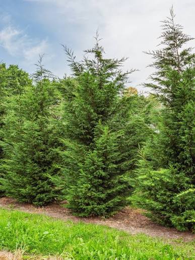 Cupressocyparis leylandii
