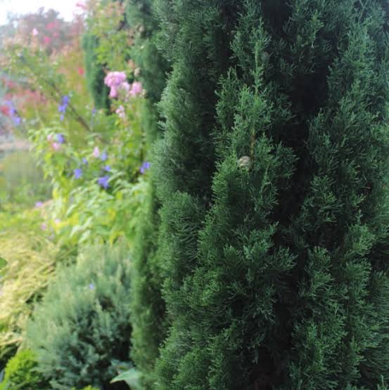 Cupressus sempervirens 'Glauca'