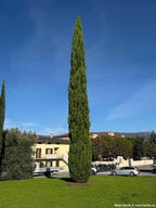 Cupressus sempervirens 'Totem'