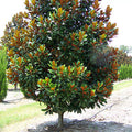 Magnolia grandiflora 'D.D. Blanchard'
