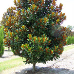 Magnolia grandiflora 'D.D. Blanchard'