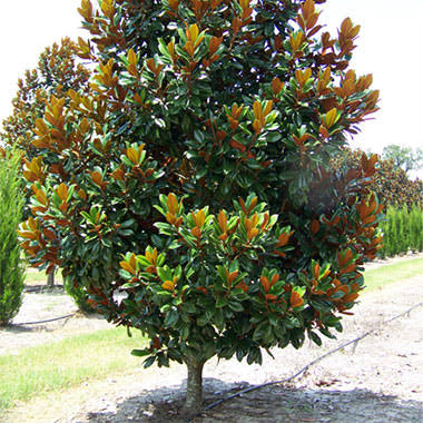 Magnolia grandiflora 'D.D. Blanchard'