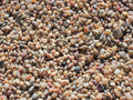 Salmon Bay Pebbles