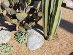 Salmon Bay Pebbles