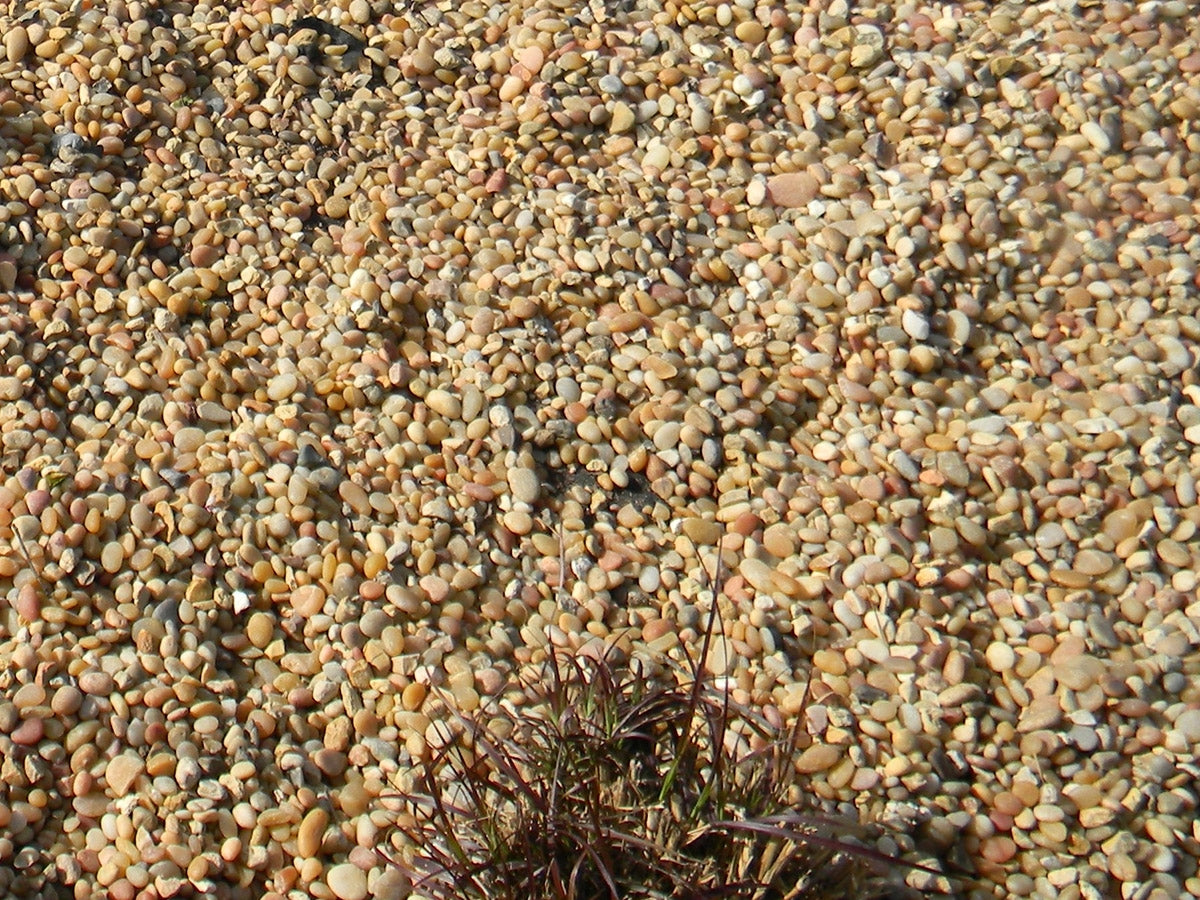 Salmon Bay Pebbles