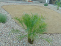 Desert Gold Decomposed Granite
