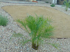 Desert Gold Decomposed Granite