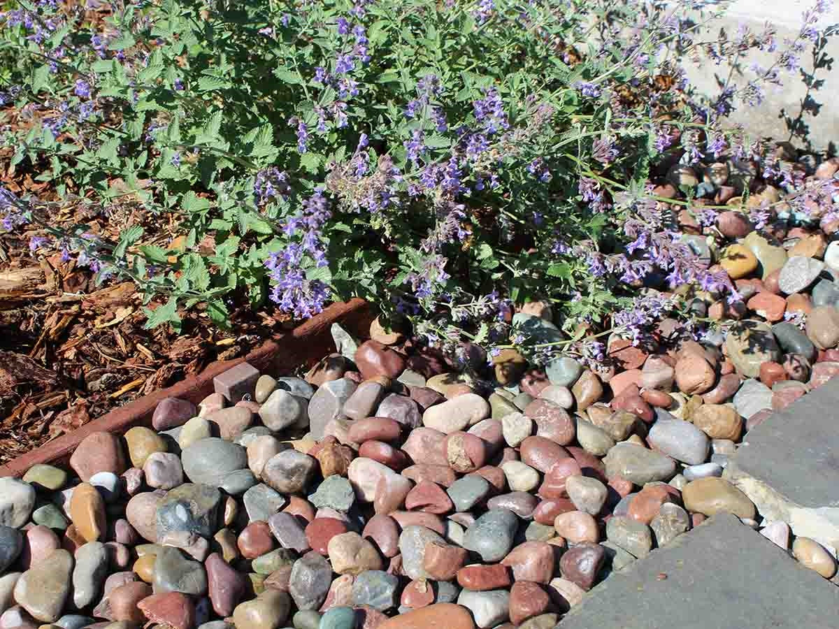Pami Rainbow Pebbles