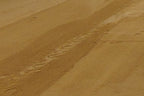 Golden Princess Decomposed Granite