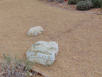 Coyote Gold Decomposed Granite