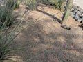 Mohave Gold Decomposed Granite