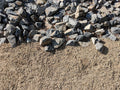 Mohave Gold Decomposed Granite