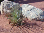 Ruby Red Decomposed Granite