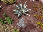 Saddleback Brown Decomposed Granite