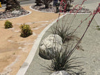 Surf Green Decomposed Granite