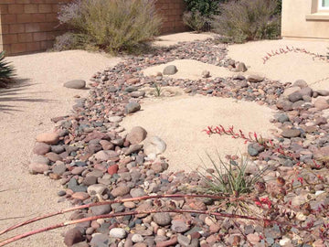 Desert Rose D.G.