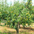 Pyrus communis 'D'Anjou'