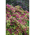 Loropetalum chinense 'Daybreak'