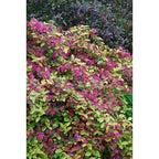 Loropetalum chinense 'Daybreak'