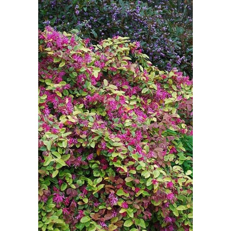 Loropetalum chinense 'Daybreak'