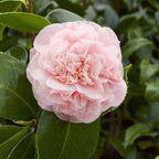 Camellia japonica 'Debutante'