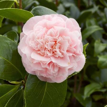 Camellia japonica 'Debutante'