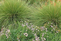 Muhlenbergia rigens