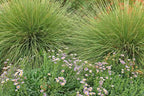Muhlenbergia rigens