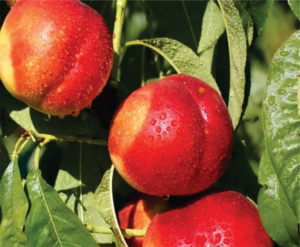 Prunus persica 'Desert Dawn'
