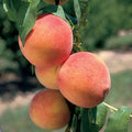 Prunus persica 'Desert Gold'