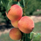 Prunus persica 'Desert Gold'