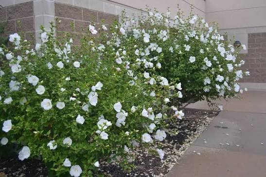 Hibiscus syriacus 'Diana'