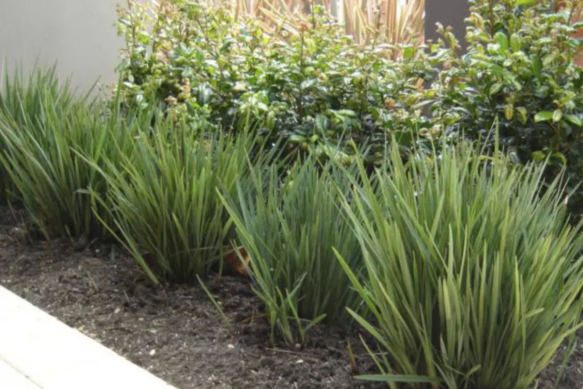 Dianella 'Baby Bliss'