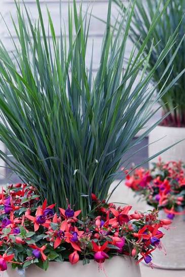 Dianella 'Cool Vista'