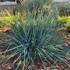Dianella caerulea 'Cassa Blue'