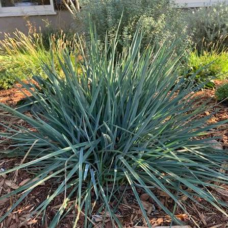Dianella caerulea 'Cassa Blue'