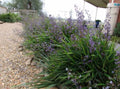 Dianella caerulea 'Little Becca'
