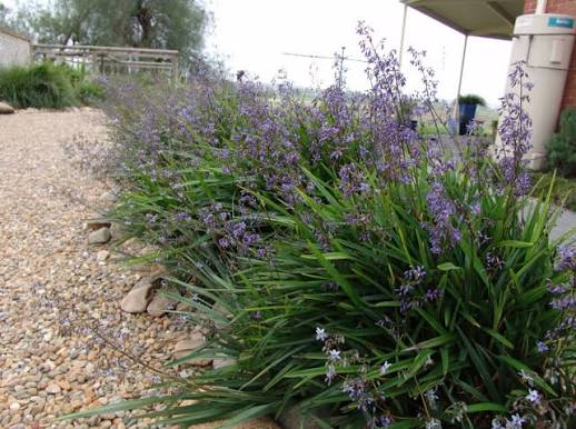 Dianella caerulea 'Little Becca'