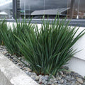 Dianella revoluta 'Little Rev'