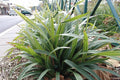 Dianella tasmanica 'Tasred'