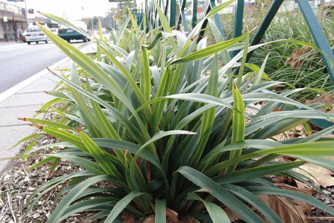 Dianella tasmanica 'Tasred'