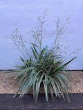Dianella tasmanica 'Variegata'